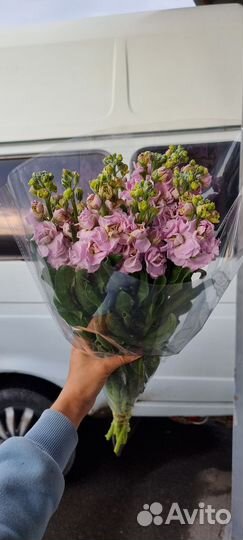 Маттиола, каллы - оптом и в розницу