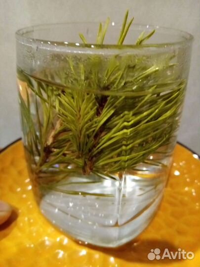 Хвоя и иголки сосны, ели, пихты, кедра