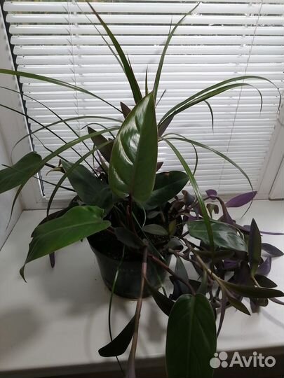 Цветочная композиция