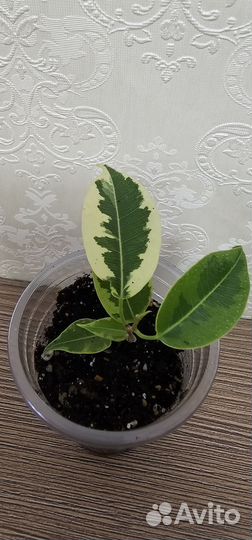 Фикус сортовые