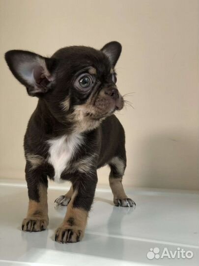 Щенок с красивой мордочкой чихуахуа мальчик