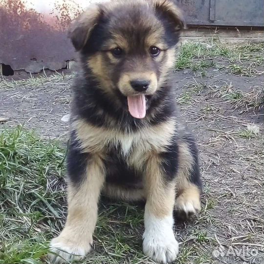 Отдам бесплатно щенки