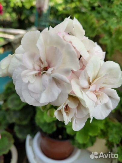 Пеларгония сортовая