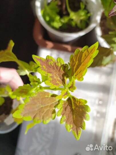 Отростки колеусов 20 видов