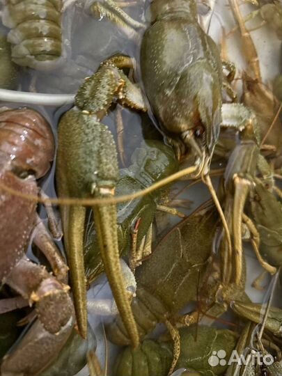 Речные раки самая лучшая варка