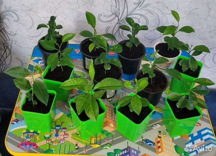 Саженцы лимона, мандарина