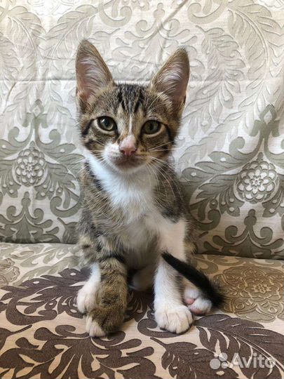 Кошка и котята