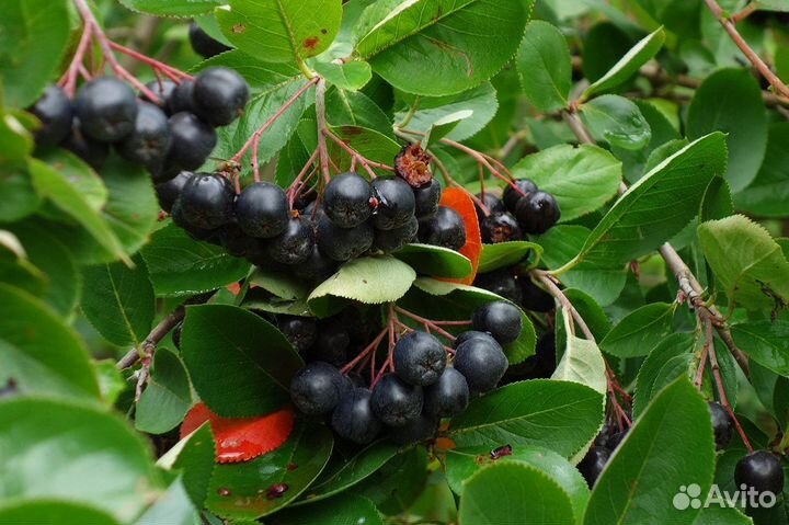 Черноплодную рябину продам