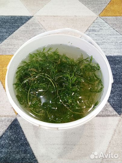 Роголистник в аквариум