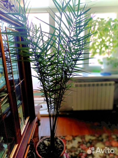 Пальма финиковая 2,4 м