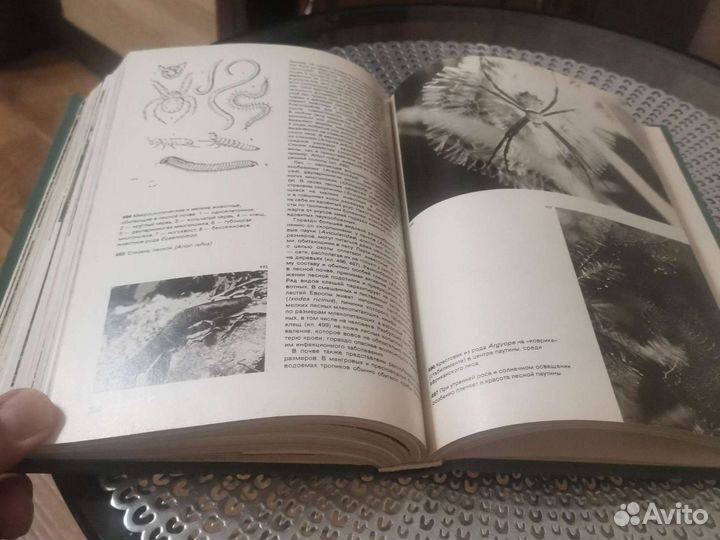 Иллюстрированная энциклопедия лесов