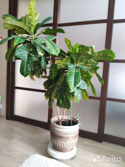 Кротон 1,35 метра многолетний