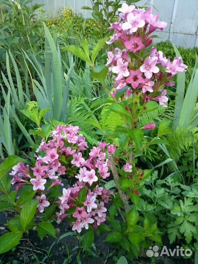 Цветущие кустарники и другие