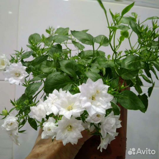 Кампанула жених и невеста