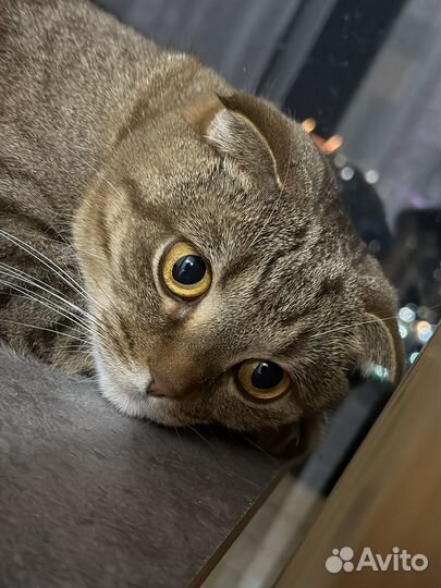 Шотландская вислоухая кошка бесплатно