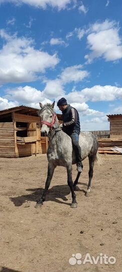 Жеребец орловский рысак