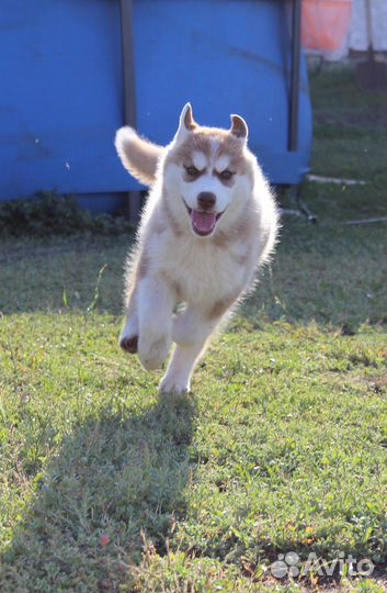 Щенки хаски. Остались две девчонки