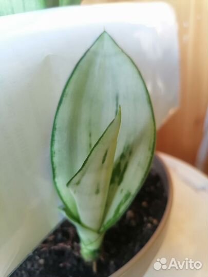 Сансевиерия муншайн бразилиан