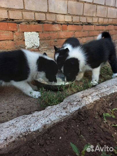 Щенки русско европейской лайки