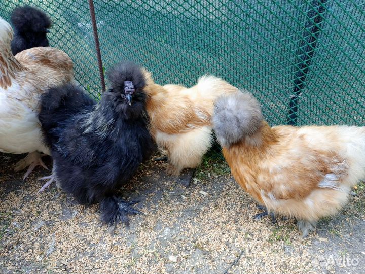 Молодые петушки (китайские шелковые)