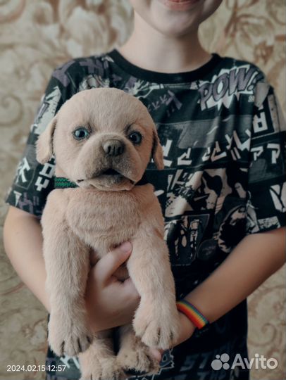 Собака (реалистичная игрушка)