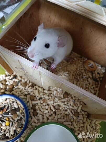 Крыса в добрые руки