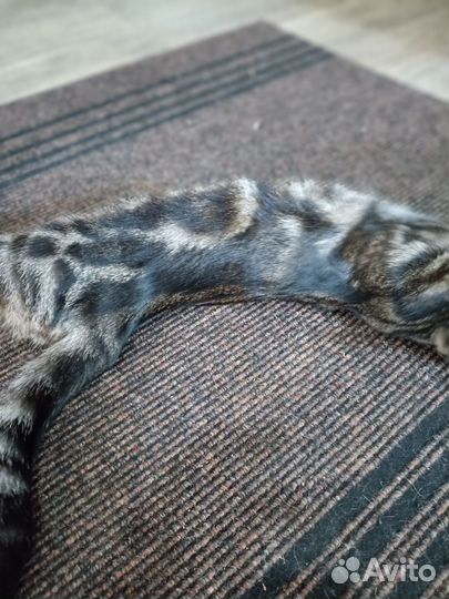 Кошка в часный дом