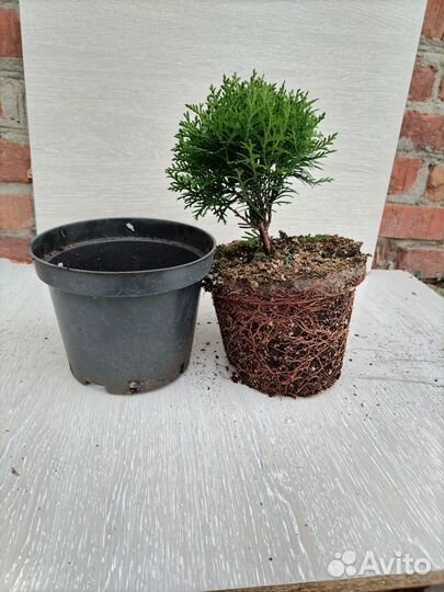 Можжевельник Блю чип