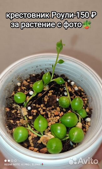 Комнатные растения (Розовая пантера и другие)