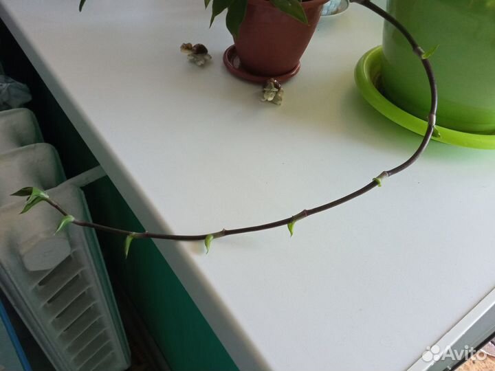 Растение золотой ус