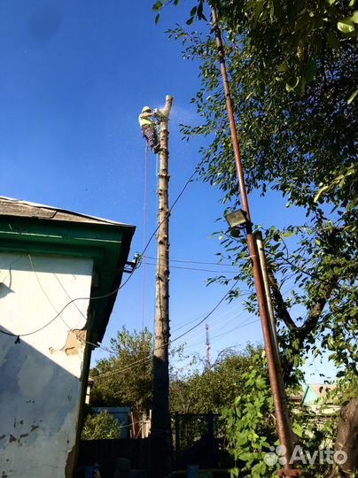 Спил деревьев