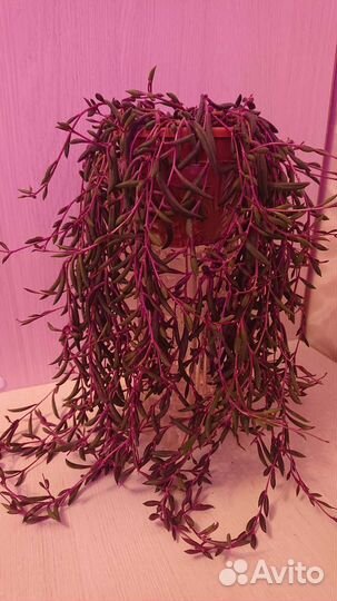 Оттона мясистая