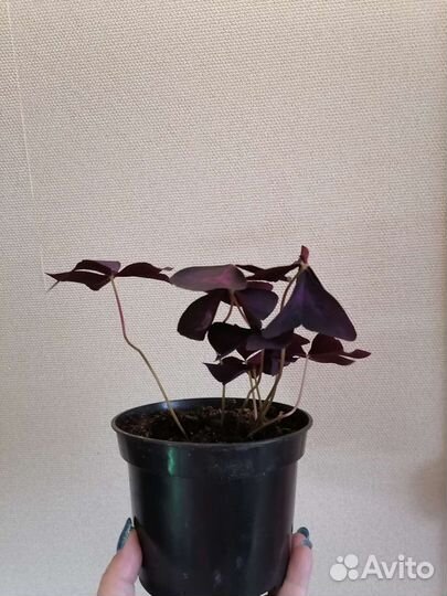 Кислица (оксалис), 2 вида