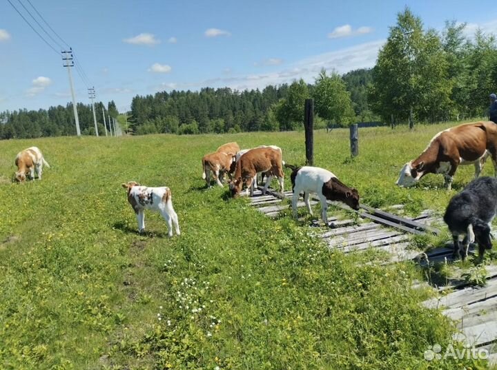 Продаются бычки,тёлочки