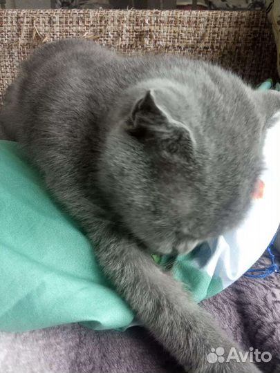 Шотландская вислоухая