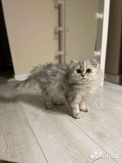 Шотладский кот