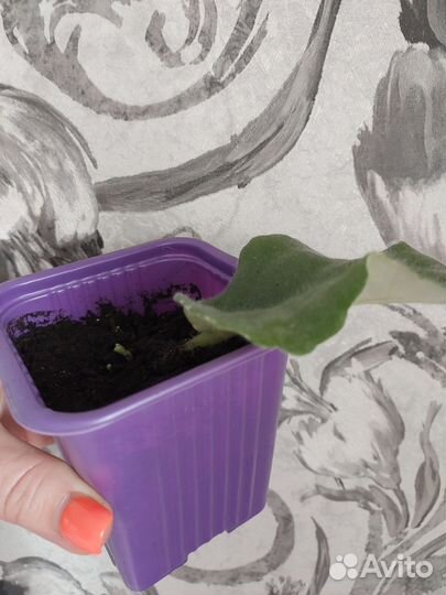 Узумбарская фиалка