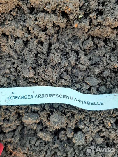 Гортензия древовидная Annabelle