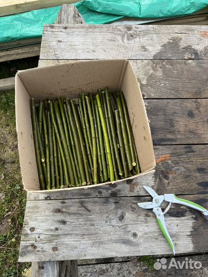 Ива сортовая черенки