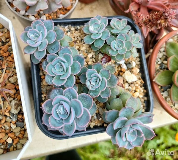 Кактусы и суккуленты