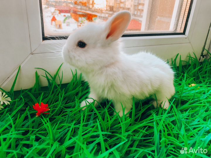 Карликовый кролик - хотот