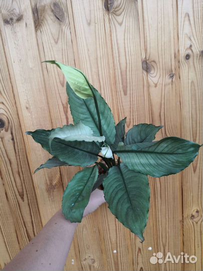 Спатифиллум милк гофра