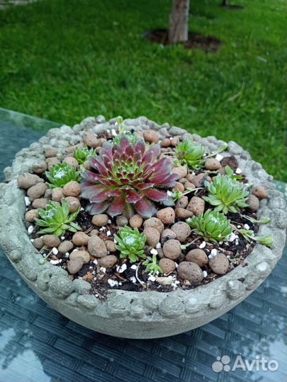 Флорариум суккуленты
