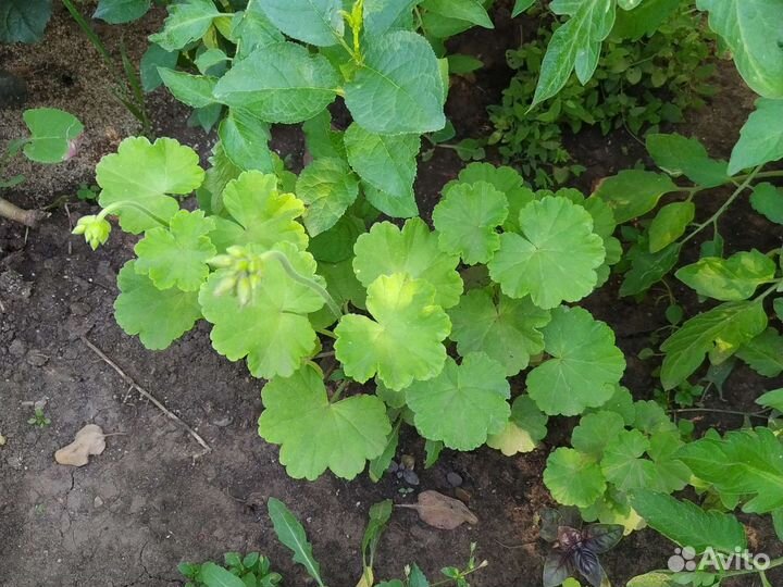 Герань красная