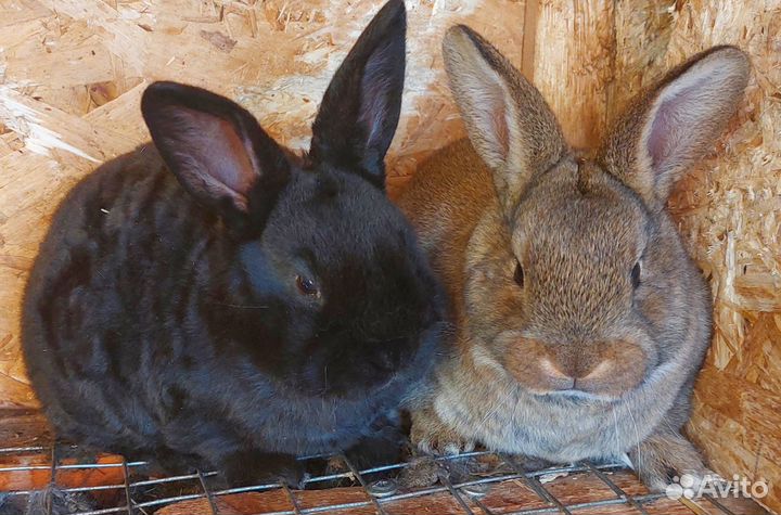 Крольчата Рексы