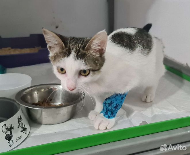 Котёнок девочка. Возраст 3,5 месяца