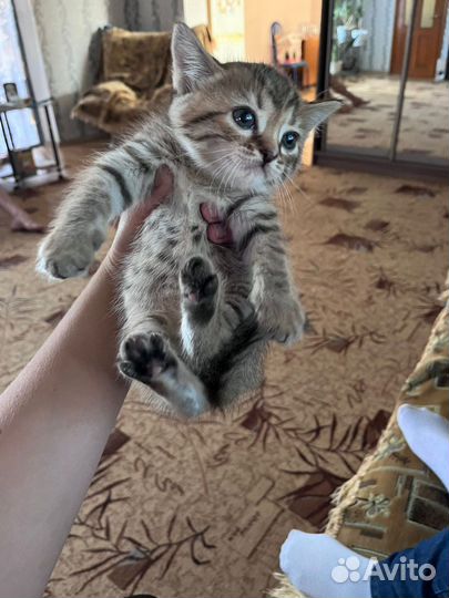 Котики в добрые руки