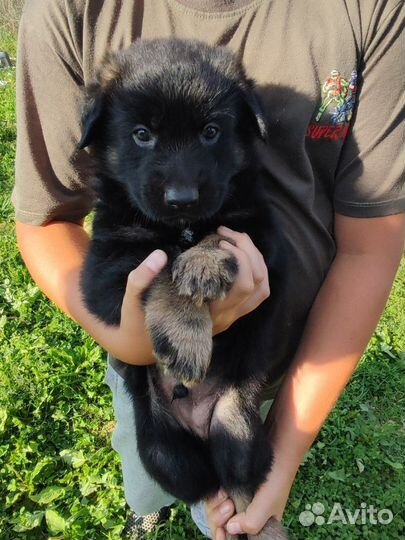 Щенки немецкой овчарки