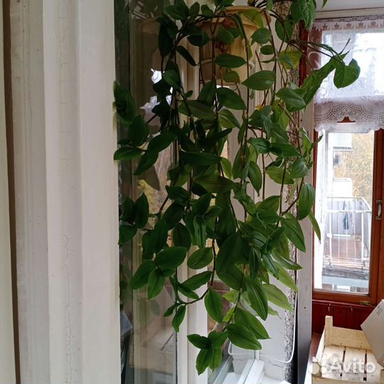 Традесканция, Герань