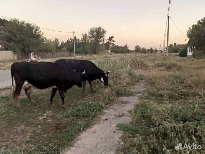 Корова стельная дойная